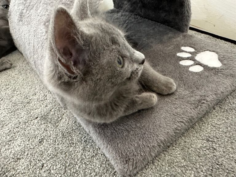 Russian Blue Kittens - Image 4 of 6