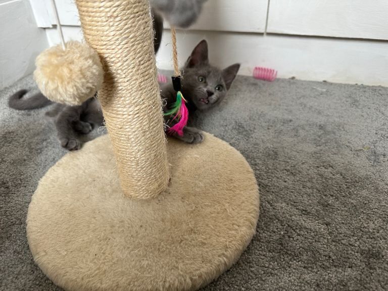 Russian Blue Kittens - Image 5 of 6