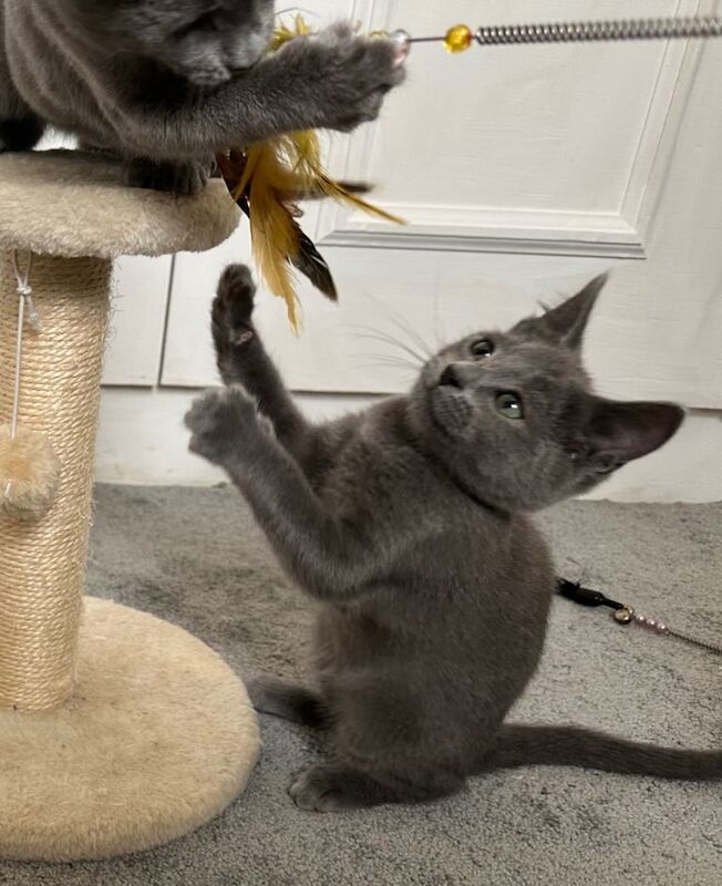 Russian Blue Kittens - Image 6 of 6