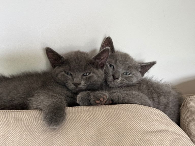 Russian blue kittens