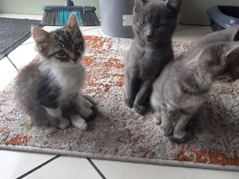 Russian Blue kittens for sale in Upper Ballinderry, County Antrim – 11 weeks old