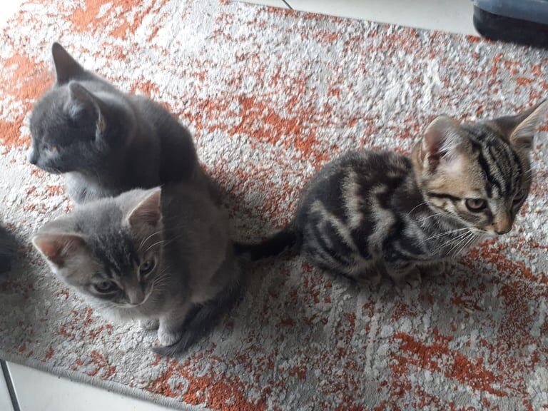 Russian Blue kittens for sale in Upper Ballinderry, County Antrim – 11 weeks old - Image 2 of 3