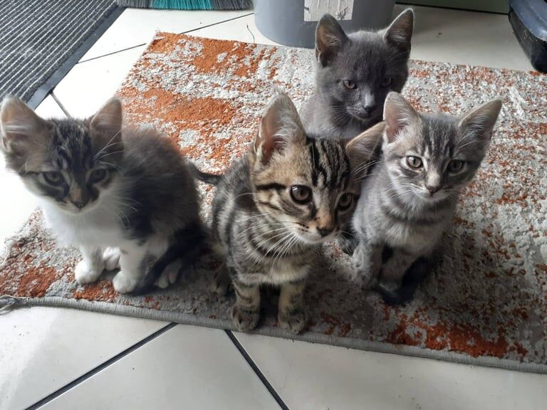 Russian Blue kittens for sale in Upper Ballinderry, County Antrim – 11 weeks old - Image 3 of 3