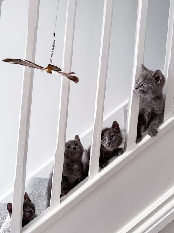 Russian Blue kittens for sale in Crowthorne, Berkshire – 7 weeks old