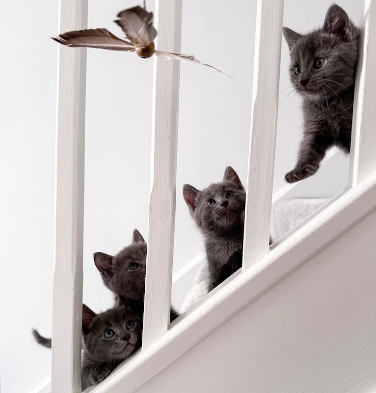 Russian Blue kittens for sale in Crowthorne, Berkshire – 7 weeks old - Image 2 of 3