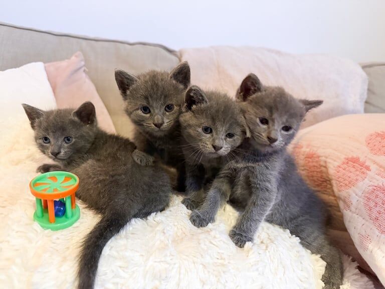Russian Blue kittens for sale in Crowthorne, Berkshire – 7 weeks old - Image 3 of 3