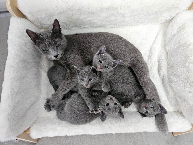 Russian blue kittens, gccf registered