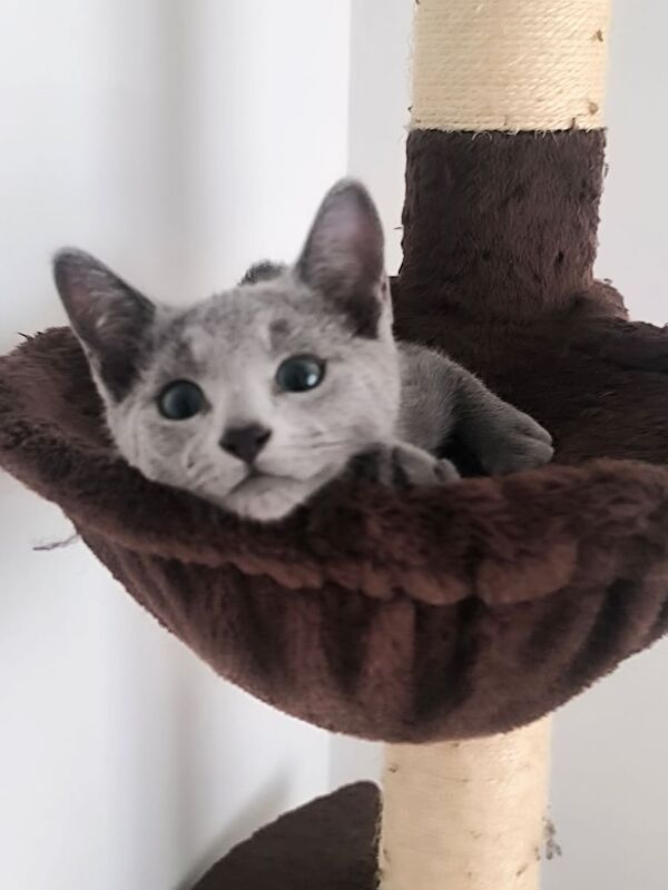 Russian Blue kittens for sale in Ipswich, Suffolk – 12 weeks old