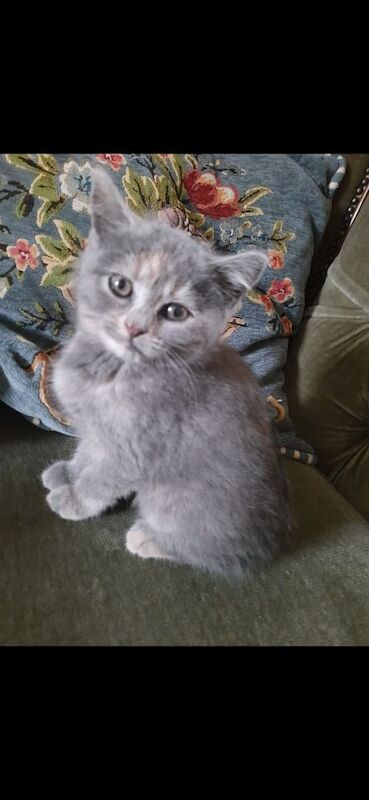Russian Blue kittens for sale in Londonderry, County Londonderry – 11 weeks old