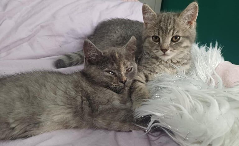 Russian Blue kittens for sale in Londonderry, County Londonderry – 11 weeks old - Image 3 of 3