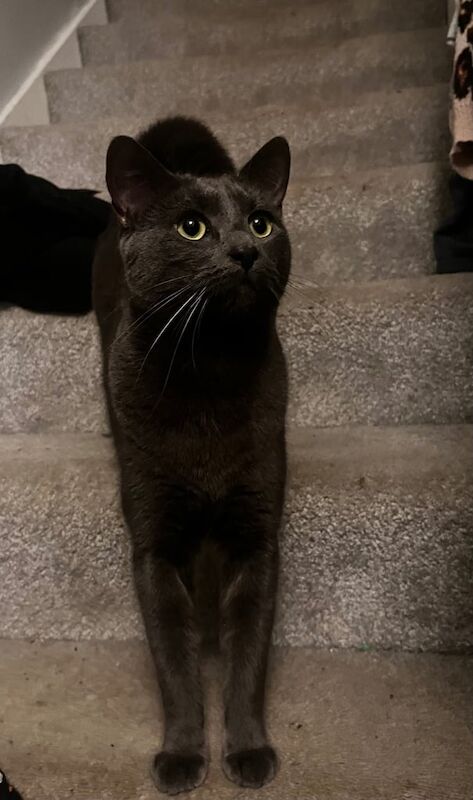 Russian Blue kittens for sale in Hamilton, Lanarkshire – 1 year old