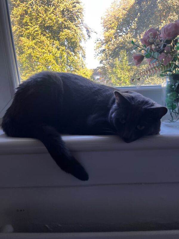Russian Blue kittens for sale in Hamilton, Lanarkshire – 1 year old - Image 2 of 3