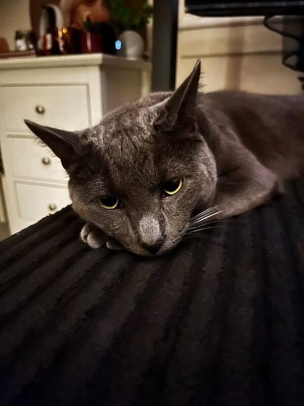 Russian Blue kittens for sale in Hamilton, Lanarkshire – 1 year old - Image 3 of 3