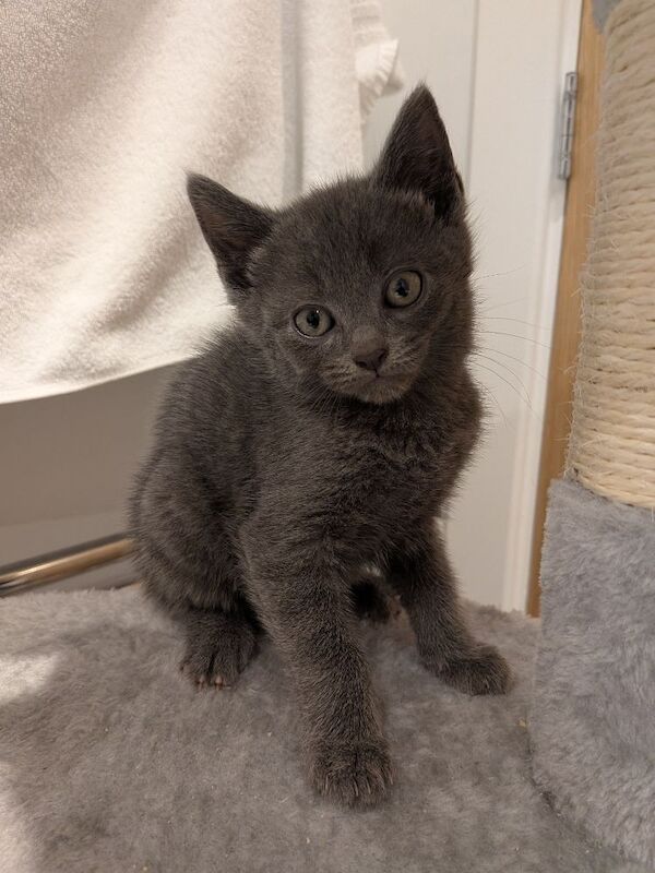 Russian Blue Kittens For Sale