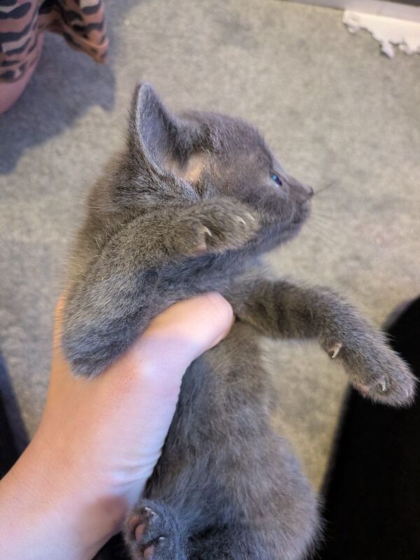 Russian Blue kittens for sale in Pwllheli, Gwynedd – 6 weeks old - Image 9 of 14