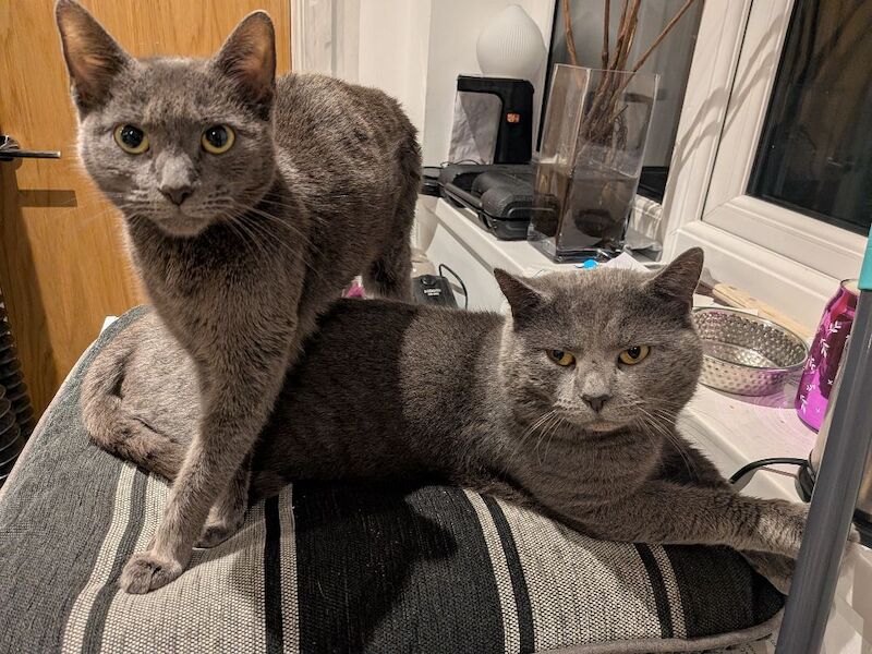Russian Blue kittens for sale in Pwllheli, Gwynedd – 6 weeks old - Image 12 of 14