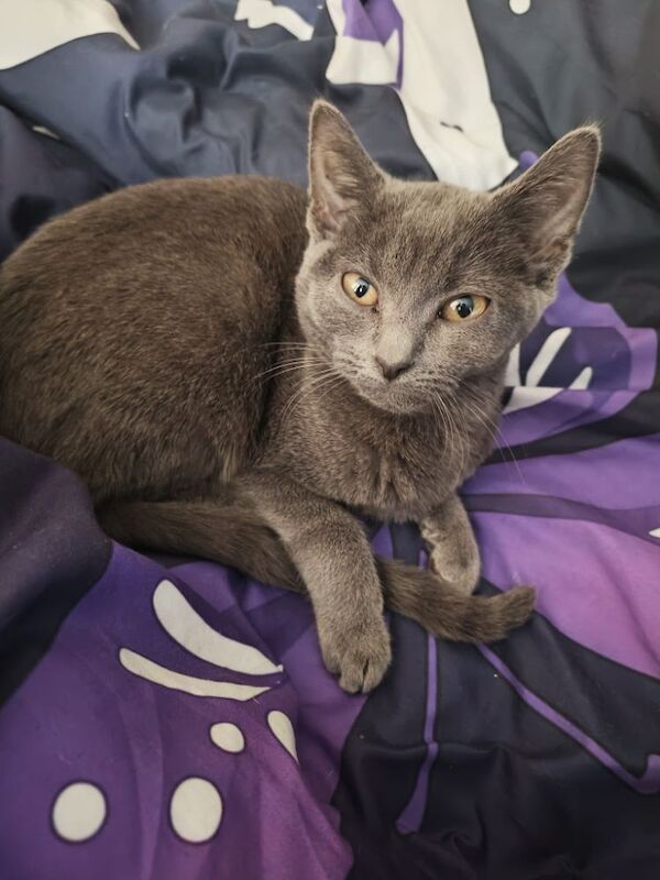 Russian Blue kittens for sale in Pwllheli, Gwynedd – 6 weeks old - Image 14 of 14