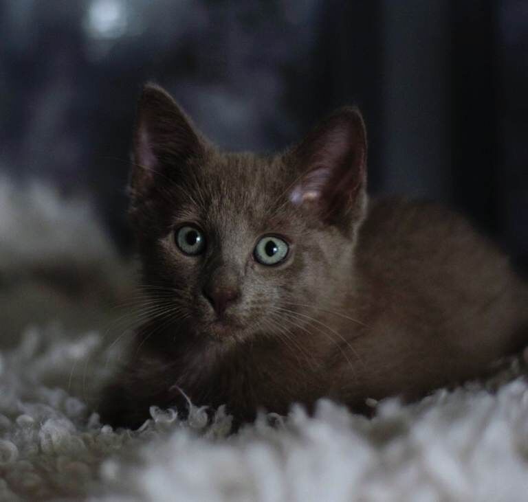 Russian blue mix Korat