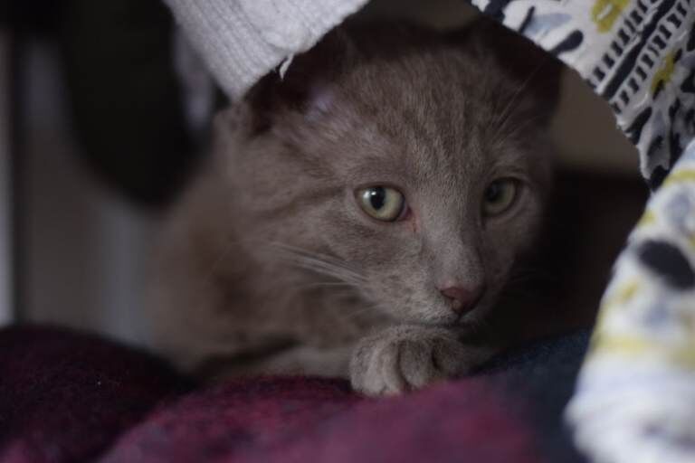 Russian blue mix Korat - Image 2 of 3