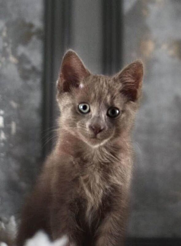 Russian blue mix Korat - Image 3 of 3