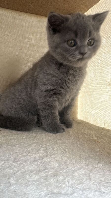 Russian blue pedigree - Image 2 of 3