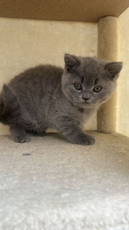 Russian blue pedigree - Image 3 of 3