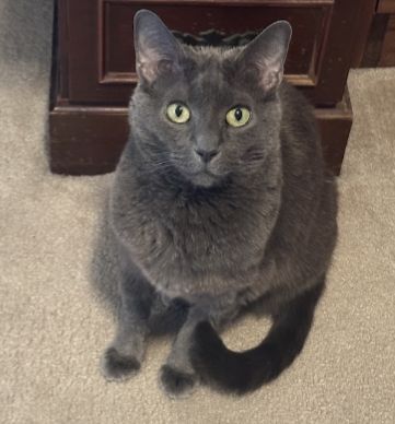 Russian Blue kittens for sale in Alum Rock, West Midlands – 3 months old
