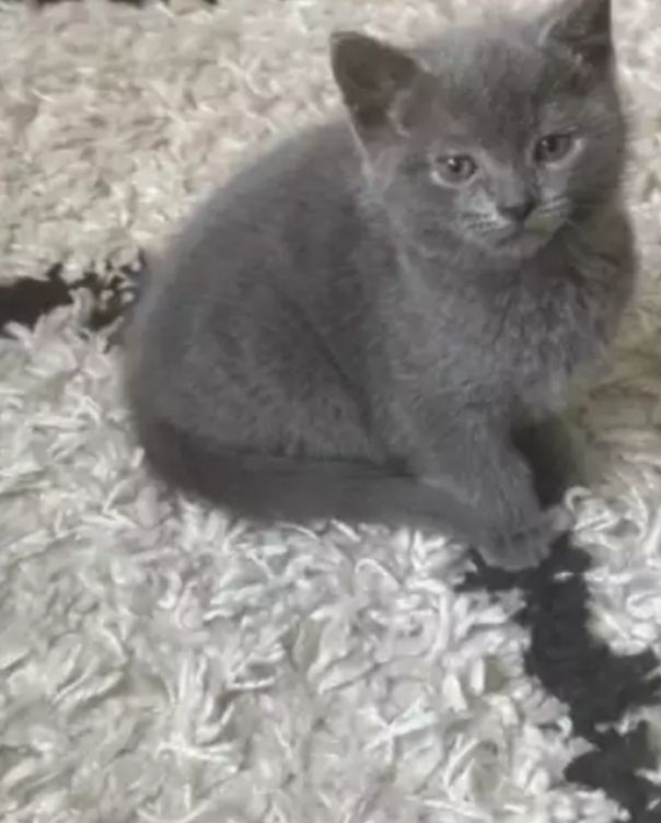 Russian Blue kittens for sale in Alum Rock, West Midlands – 3 months old - Image 2 of 2