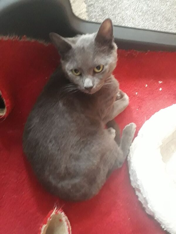 Russian Blue kittens for sale in Alum Rock, West Midlands – 9 weeks old