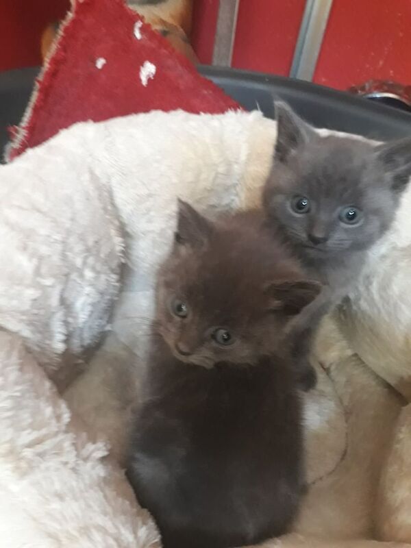 Russian Blue kittens for sale in Alum Rock, West Midlands – 9 weeks old - Image 2 of 3
