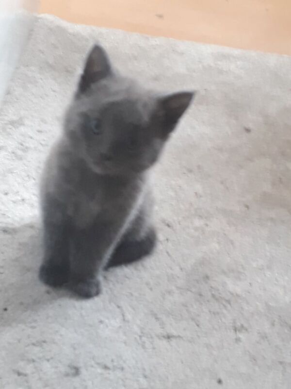 Russian Blue kittens for sale in Alum Rock, West Midlands – 9 weeks old - Image 3 of 3