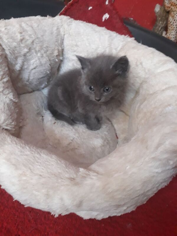 Russian Blue kittens for sale in Alum Rock, West Midlands – 9 weeks old