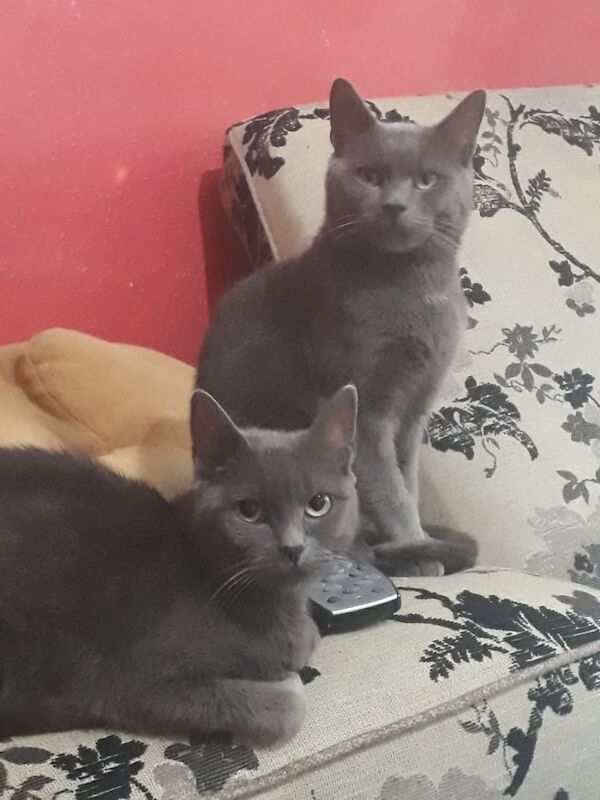Russian Blue kittens for sale in Alum Rock, West Midlands – 9 weeks old - Image 3 of 3