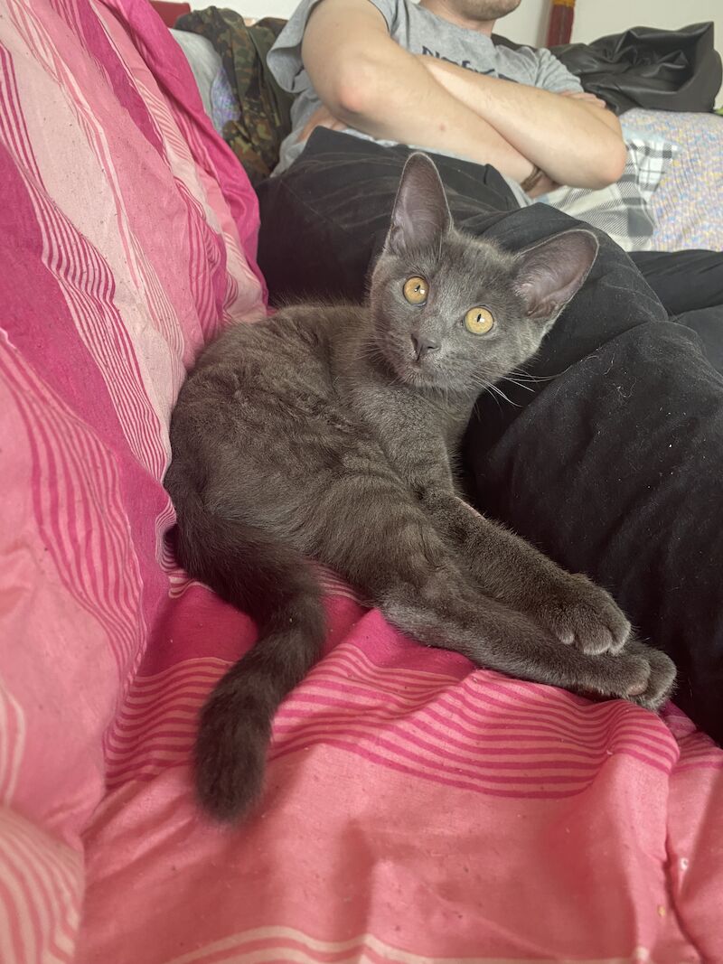 Russian Blue Kittens For Sale