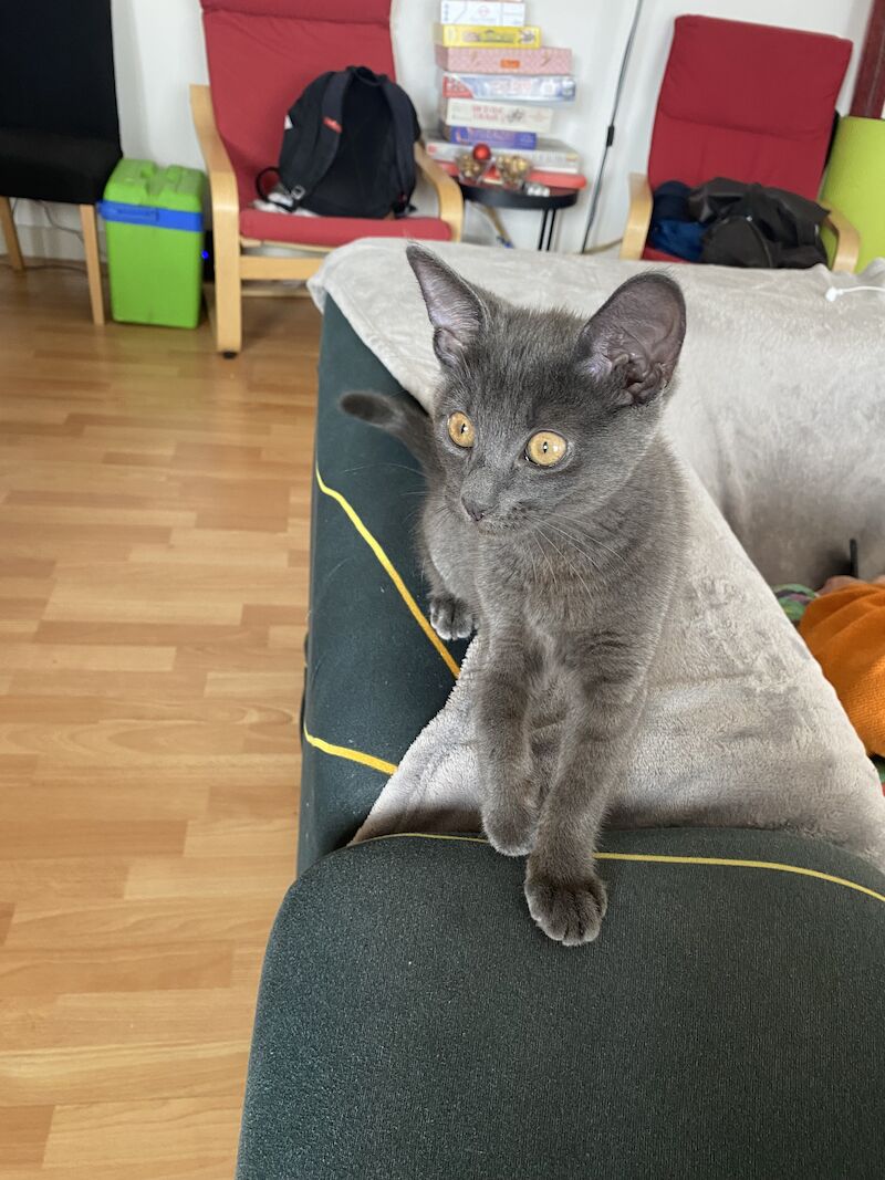 Russian blue Stud wanted for sale in Bristol | Image 2