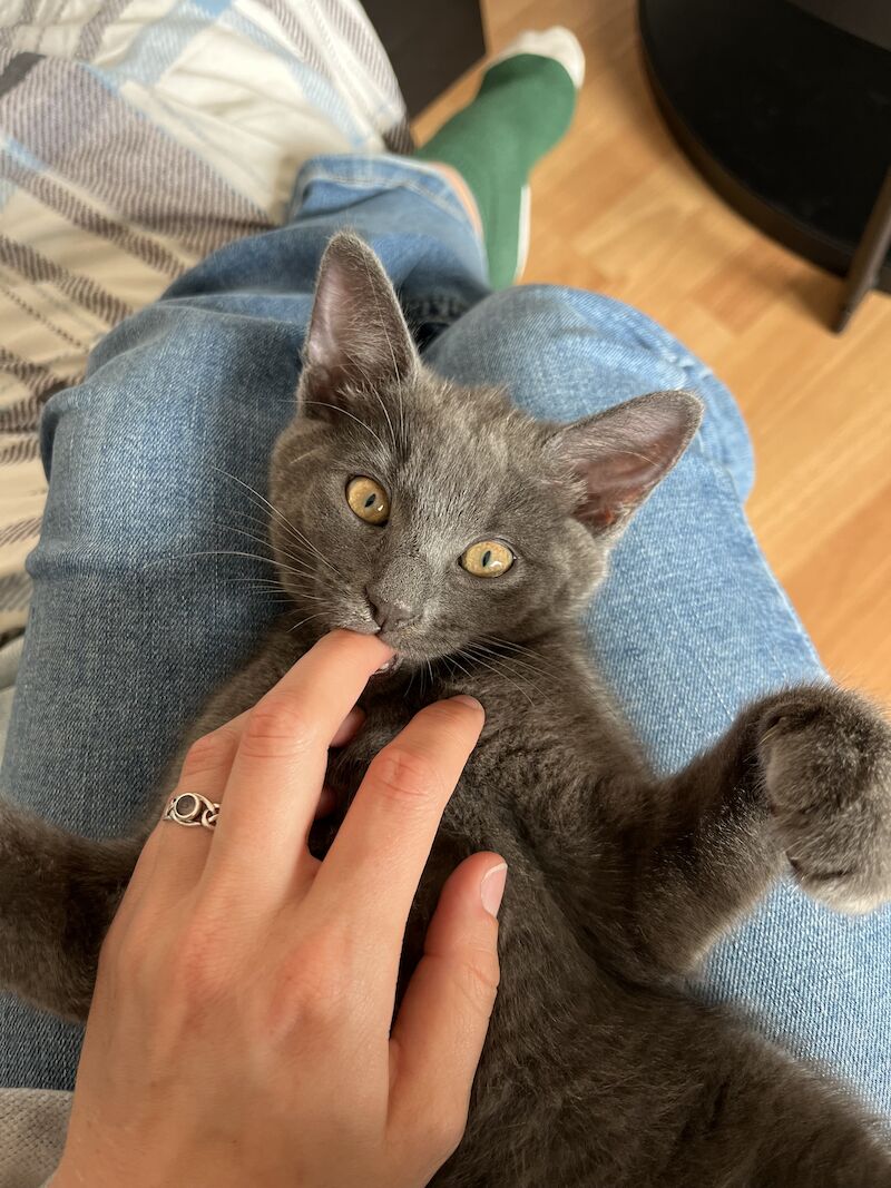 Russian blue Stud wanted for sale in Bristol | Image 3