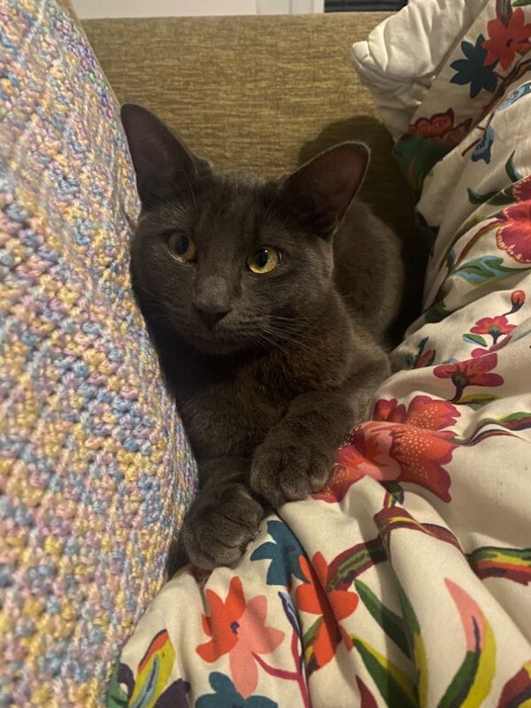 Russian blue Stud wanted for sale in Bristol | Image 4