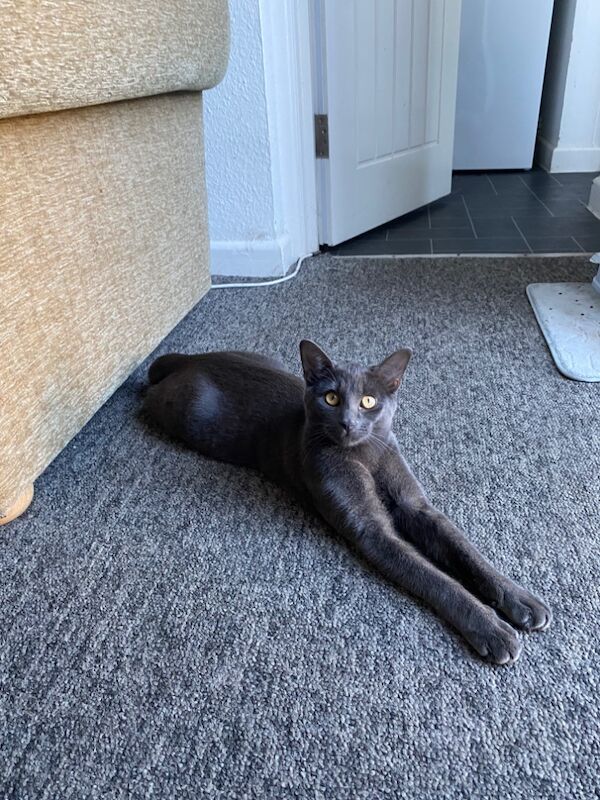 Russian Blue kittens for sale in Bristol – 1 year old - Image 5 of 5