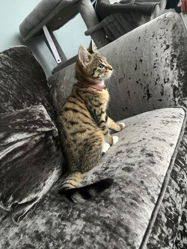 Russian Blue kittens for sale in Bradford, West Yorkshire – 4 months old