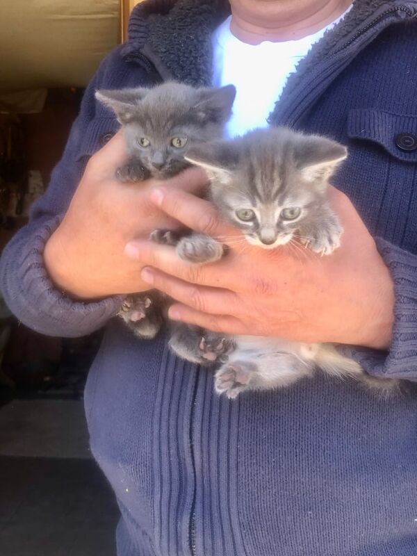 Russian blue x bangle kittens for sale in Cranleigh, Surrey