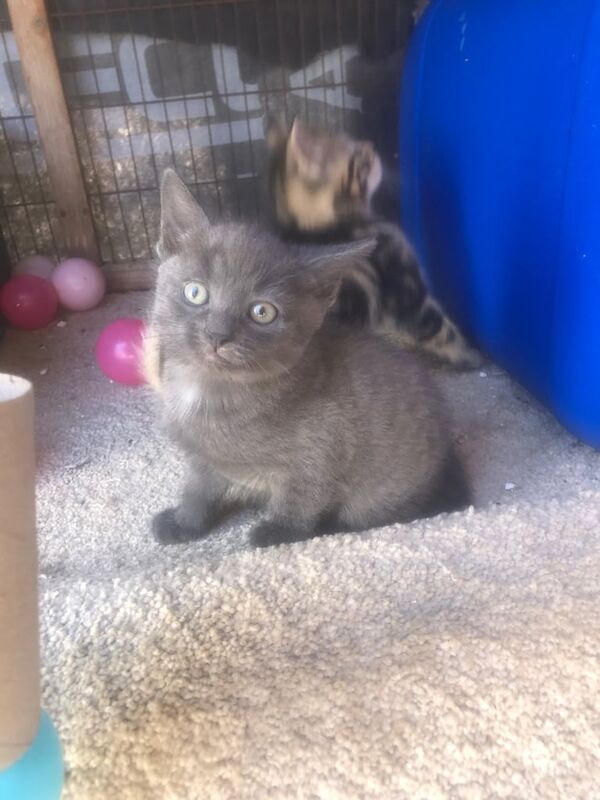 Russian blue x bangle kittens for sale in Cranleigh, Surrey | Image 2