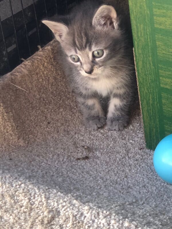 Russian blue x bangle kittens for sale in Cranleigh, Surrey | Image 3
