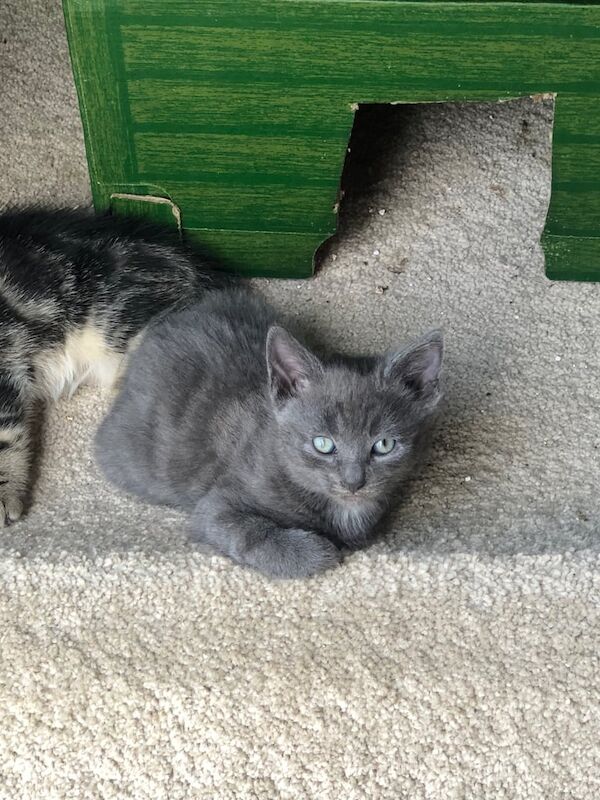 Russian blue x bengal kittens for sale in Cranleigh, Surrey