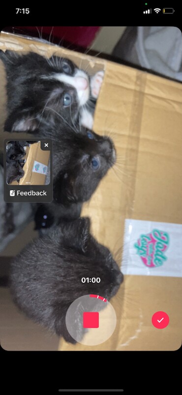 Russian Blue kittens for sale in Newmilns, Ayrshire and Arran – 4 weeks old