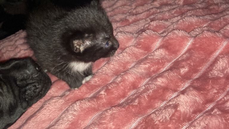 Russian Blue kittens for sale in Newmilns, Ayrshire and Arran – 4 weeks old - Image 2 of 4