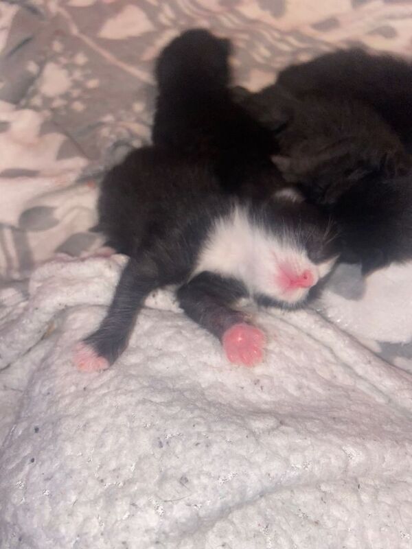 Russian Blue kittens for sale in Newmilns, Ayrshire and Arran – 4 weeks old - Image 3 of 4