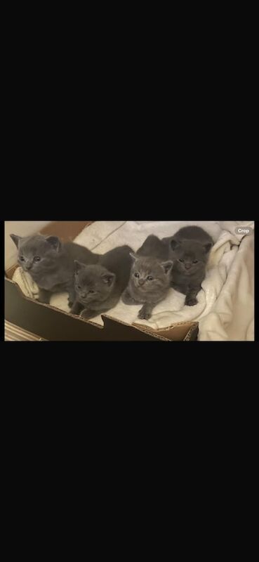 Russian Blue kittens for sale in Norwich, Norfolk – 9 weeks old