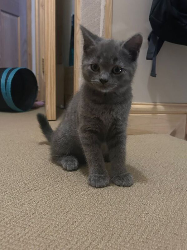 Russian Blue kittens for sale in Norwich, Norfolk – 9 weeks old - Image 2 of 3