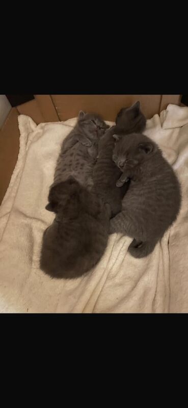 Russian Blue kittens for sale in Norwich, Norfolk – 9 weeks old - Image 3 of 3