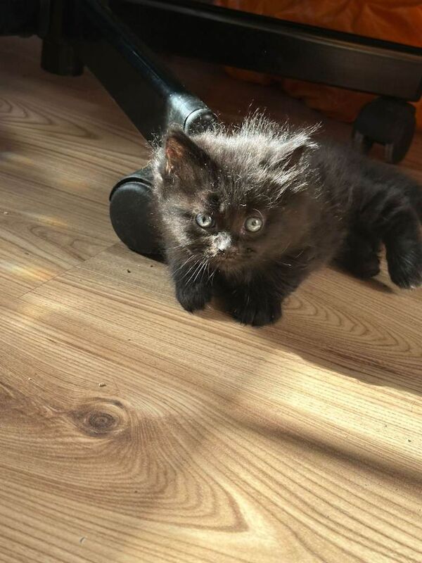 Russian Blue Kittens For Sale